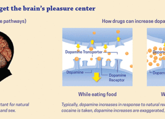 Discovered addictive effects of heroin : Dopamine drives early addiction to heroin