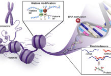 Epigenetic : our diet, our habits or traumatic experiences can have consequences for the health of our children