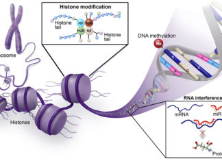 Epigenetic : our diet, our habits or traumatic experiences can have consequences for the health of our children