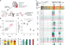 Scientists uncovered new insights into biological events in heart disease sequencing RNA in 20000 Cardiac cells