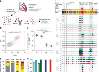 Scientists uncovered new insights into biological events in heart disease sequencing RNA in 20000 Cardiac cells
