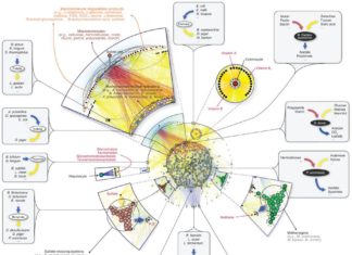 Researchers is calling for the creation of a global microbiota vault to protect the long-term health of humanity