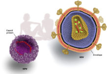 Research has for the first time identified individual types of the human papillomavirus linked to HIV infection