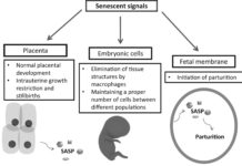 Identified basic relationships of the cell cycle and cellular senescence in the human placenta