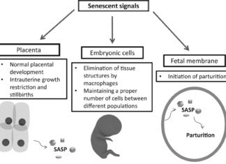 Identified basic relationships of the cell cycle and cellular senescence in the human placenta