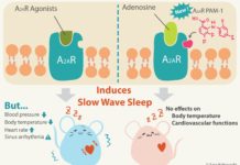 Insomnia : Enhancing endogenous signaling of adenosine A2A receptors may be an alternative strategy for treating it