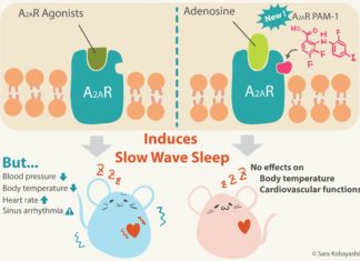 Insomnia : Enhancing endogenous signaling of adenosine A2A receptors may be an alternative strategy for treating it