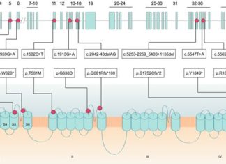 Research team has discovered a new genetic cause for a severe childhood epilepsy syndrome