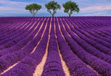 Lavender works its relaxing magic all around us