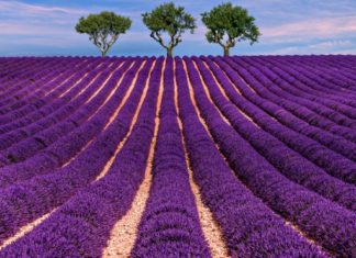 Lavender works its relaxing magic all around us