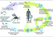 Treating dogs with systemic insecticide could considerably reduce the transmission of visceral leishmaniasis