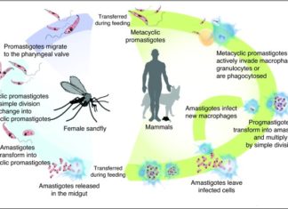 Treating dogs with systemic insecticide could considerably reduce the transmission of visceral leishmaniasis