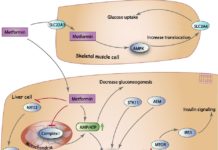 Researchers have discovered how the frontline Type 2 diabetes drug metformin may work to help cells better take up and use glucose