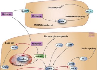 Researchers have discovered how the frontline Type 2 diabetes drug metformin may work to help cells better take up and use glucose