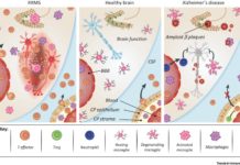 Targeting immune checkpoints activity – microglial – may reduce inflammation in neurodegenerative diseases