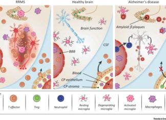 Targeting immune checkpoints activity – microglial – may reduce inflammation in neurodegenerative diseases