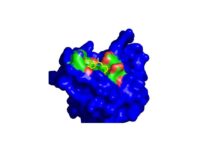 new compound enhances the efficacy of proteasome inhibitors (PIs), the standard-of-care for the treatment of multiple myeloma (MM)