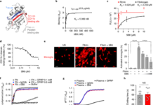 New immunotherapy targeting inflammatory and oxidative activity of fibrin