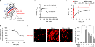 New immunotherapy targeting inflammatory and oxidative activity of fibrin