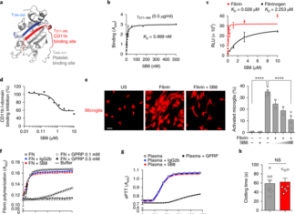New immunotherapy targeting inflammatory and oxidative activity of fibrin