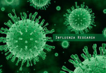 The influenza virus can evolve resistance to an anti-flu drug currently in development for use in pandemics