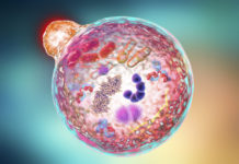 A drug first identified 150 years ago and used as a smooth-muscle relaxant might make tumors more sensitive to radiation therapy