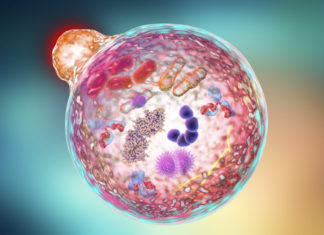 A drug first identified 150 years ago and used as a smooth-muscle relaxant might make tumors more sensitive to radiation therapy