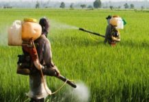 A team of researchers in India has developed a topical get that can be used by farmers to prevent nerve damage due to chemical crop spraying