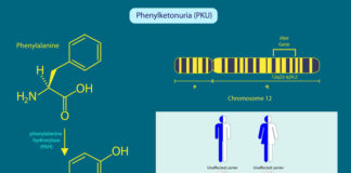 Parents of newborns may be familiar with the metabolic disorder phenylketonuria