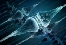 Researchers report the Scarlet protein has a neuroprotective effect on dopaminergic neurons