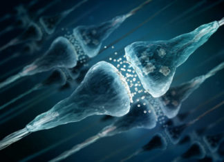 Researchers report the Scarlet protein has a neuroprotective effect on dopaminergic neurons