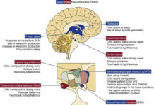 Cells called the ventrolateral preoptic nucleus (VLPO) are essential to normal sleep