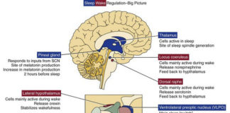 Cells called the ventrolateral preoptic nucleus (VLPO) are essential to normal sleep