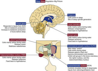 Cells called the ventrolateral preoptic nucleus (VLPO) are essential to normal sleep