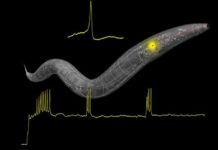 Contrary to popular belief, the brain is not a computer – However brains do compute