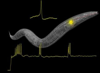 Contrary to popular belief, the brain is not a computer – However brains do compute