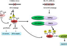 Researchers have discovered a novel consequence of loss of the tumour protein p53 that promotes cancer development