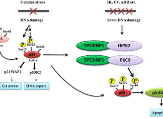 Researchers have discovered a novel consequence of loss of the tumour protein p53 that promotes cancer development