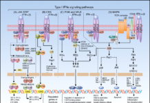Research have discovered the role of an immune system double agent. This molecule can help curtail immune responses, but it can also open the door to bacterial infections