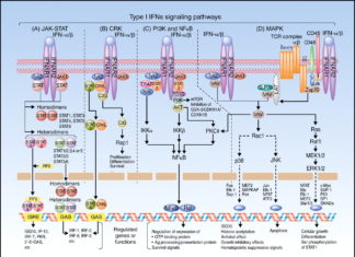 Research have discovered the role of an immune system double agent. This molecule can help curtail immune responses, but it can also open the door to bacterial infections