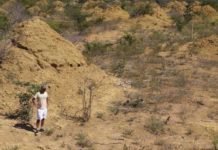 Researchers have found that a vast array of regularly spaced, still-inhabited termite mounds in northeastern Brazil