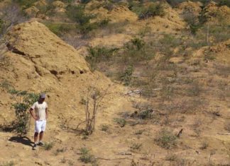 Researchers have found that a vast array of regularly spaced, still-inhabited termite mounds in northeastern Brazil
