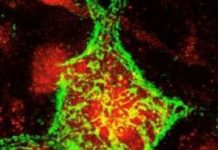 A breakthrough study has demonstrated that long-term, devastating effects of spinal cord trauma on breathing and limb function may be reversible