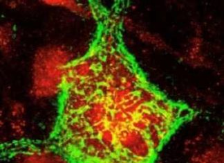 A breakthrough study has demonstrated that long-term, devastating effects of spinal cord trauma on breathing and limb function may be reversible
