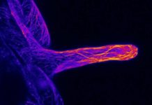 A group of international researchers has discovered how plant root hair grows straight and long
