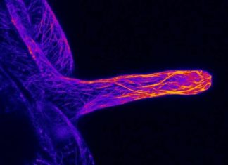 A group of international researchers has discovered how plant root hair grows straight and long