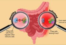 A research team discovered a possible therapeutic target that manage the immune system and cause allergies and autoimmunity
