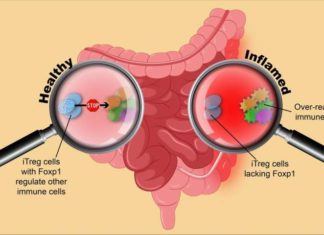 A research team discovered a possible therapeutic target that manage the immune system and cause allergies and autoimmunity