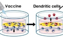 A team of scientists at Boston Children’s Hospital has developed the first modeling system for testing age-specific human immune responses to vaccines outside the body