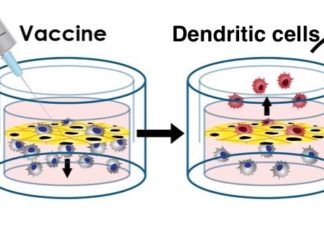 A team of scientists at Boston Children’s Hospital has developed the first modeling system for testing age-specific human immune responses to vaccines outside the body
